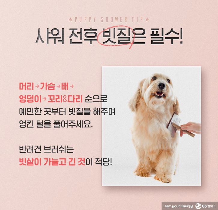 반려견 샤워 전후 빗질 필수