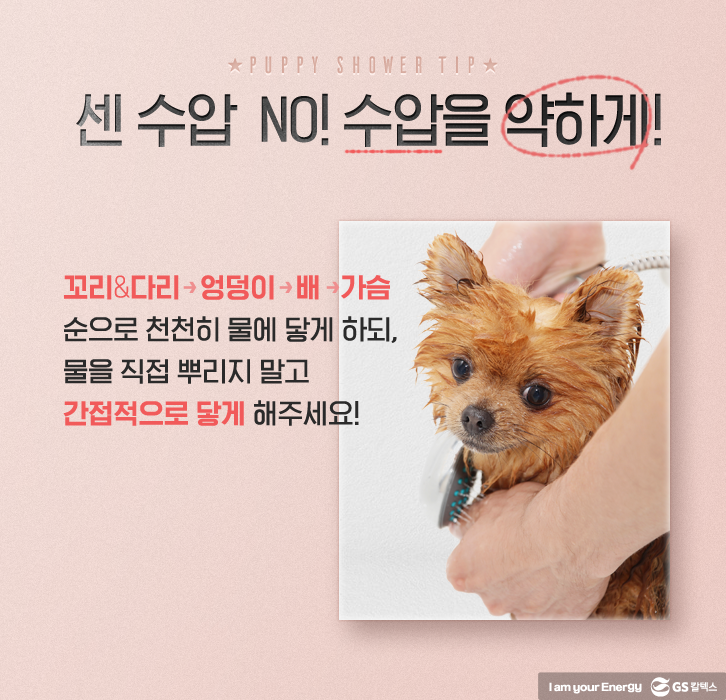 반려견 샤워 수압 정도