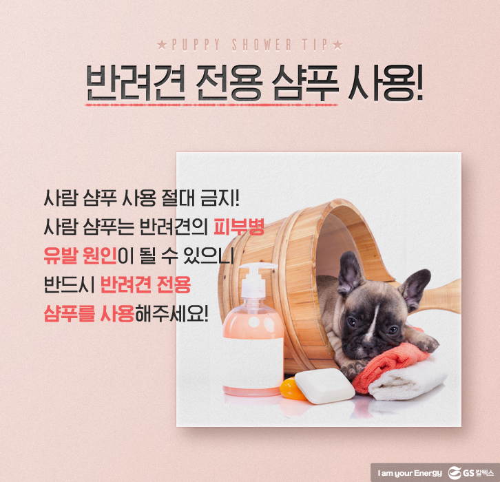 반려견 전용 샴푸 사용