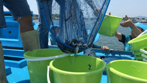 팔딱거리는 치어들의 모습