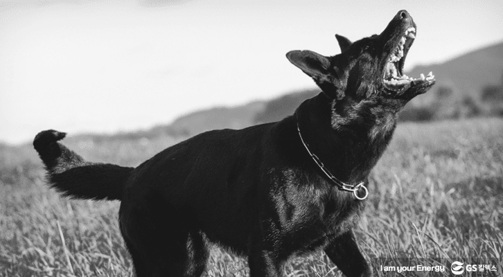 검은 개가 짖고 있는 모습