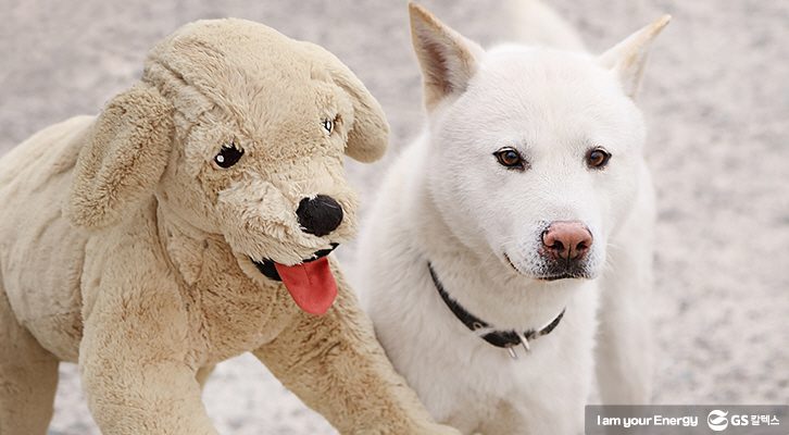 인형 강아지와 실제 강아지가 함께 있는 모습