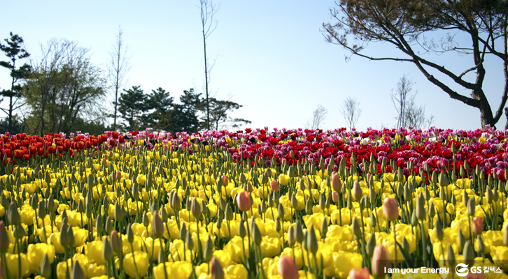 태안 세계 튤립 축제
