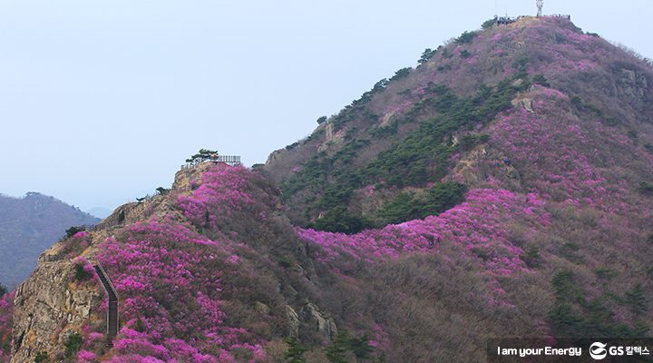 GS칼텍스 여수 영취산 진달래