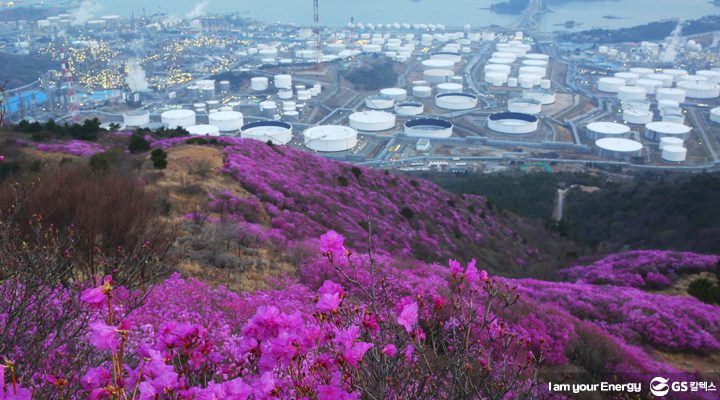 GS칼텍스 여수 영취산 진달래