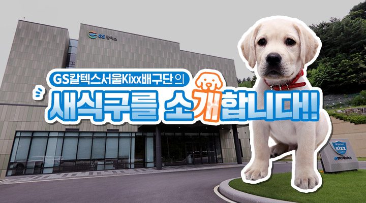 magazine volleyball mascot dog thumb2 배구 기업소식, 매거진