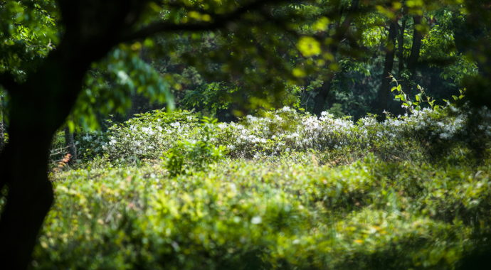 비밀의화원, 수목원, 만화방초, 꽃