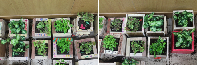 화분, 서울대, 봉사 서울대 햇빛봉사단과 함께하는 화분만들기